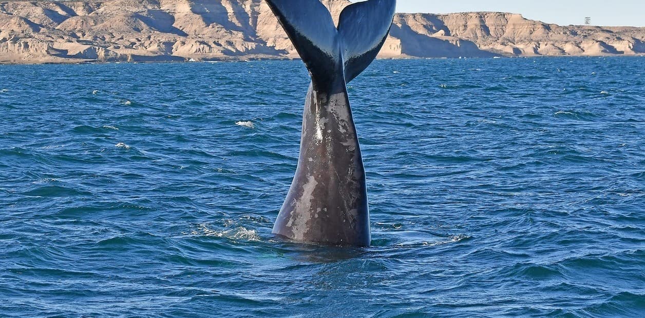 Chubut y la costa atlántica