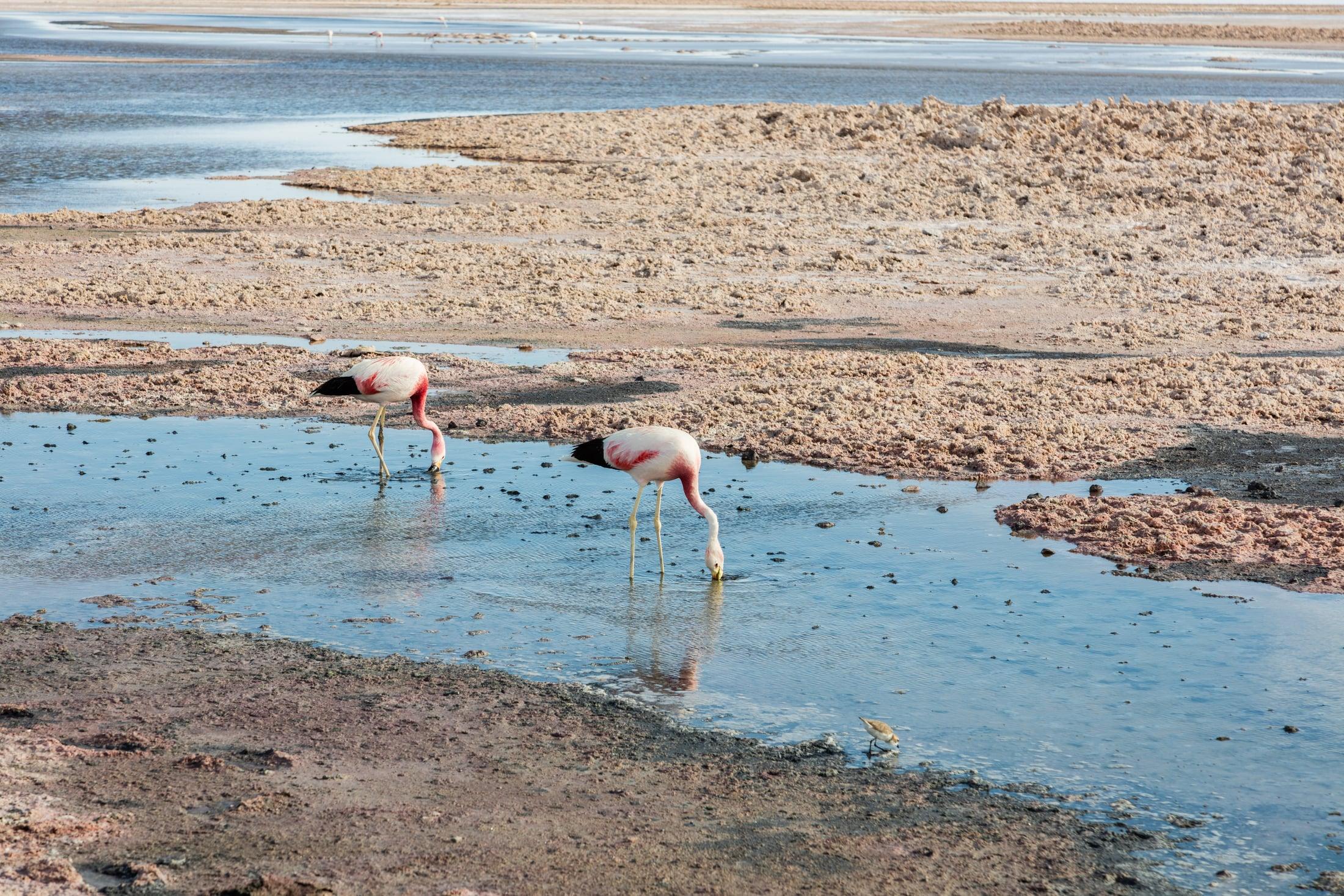 Salar de Atacama