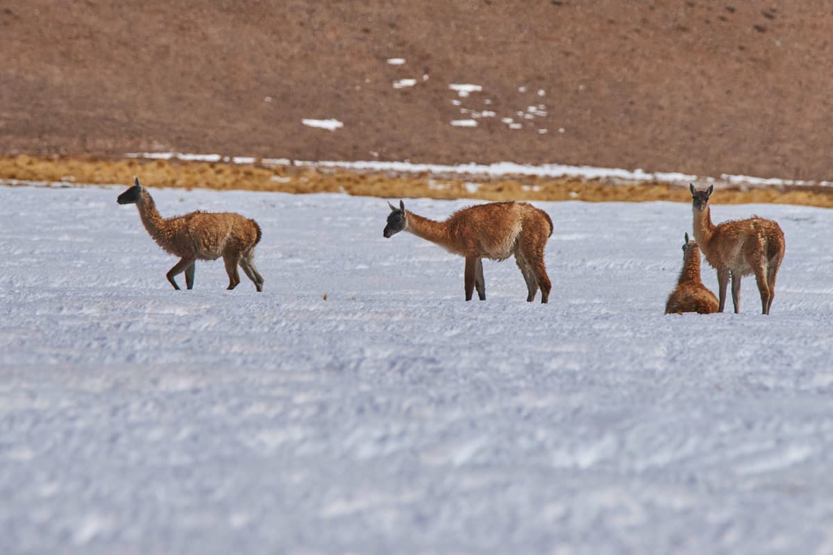 Foto del viaje en camper de Katrin & Chris Bengel por Sudamérica