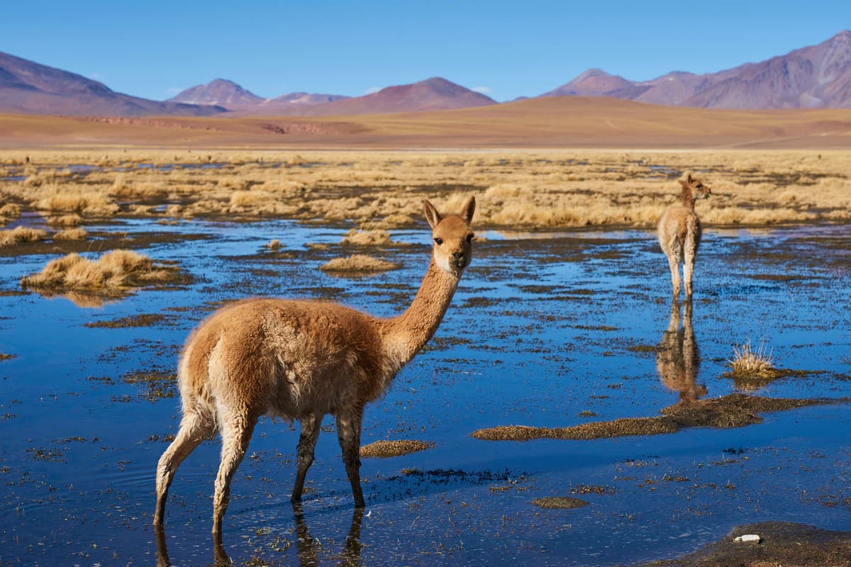 Foto del viaje en camper de Katrin & Chris Bengel por Sudamérica