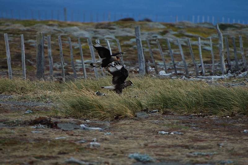birds of prey instead of penguins: at the penguin colony at Seno Otway close to Punta Arenas