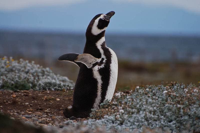 THE penguin par excellence at Seno Otway