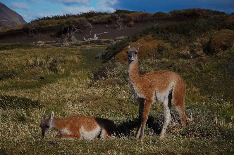 Here also somebody else is enjoying the view to the Cuernos...
