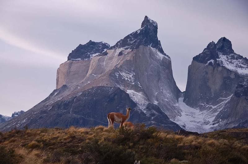No, this is not photoshop: Guanacos in front of the Cuernos