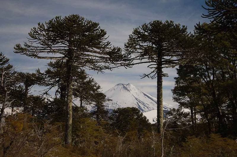Monkey puzzles in front of the Llaima