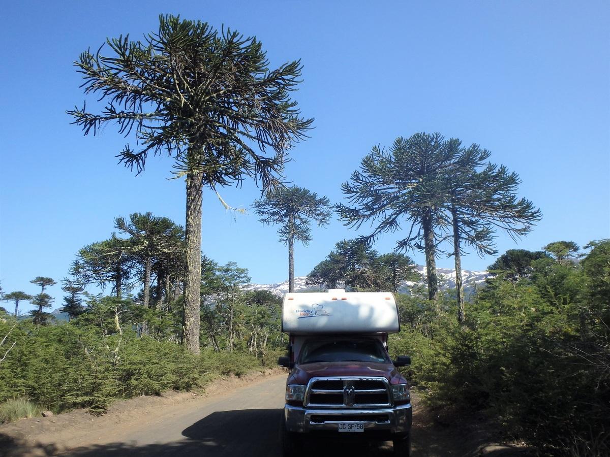 Araucarias