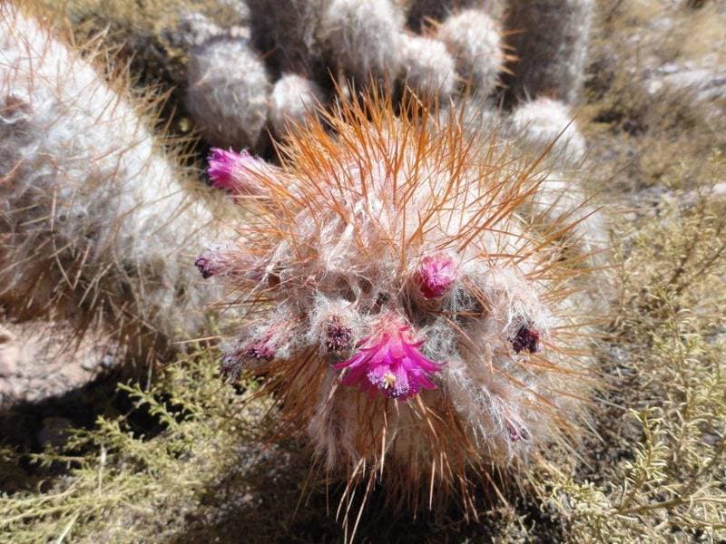 Blooming cactuses