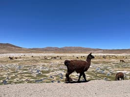 Foto del viaje en camper de Esther & Joep por Sudamérica