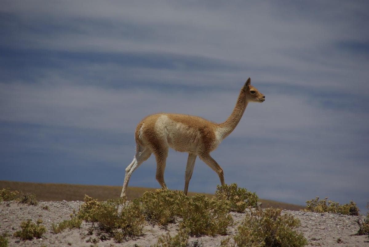 Wildlife