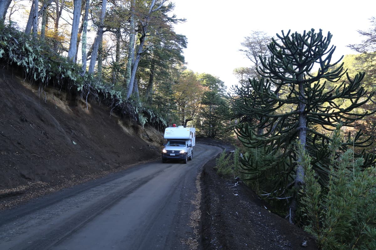 22.4.2019 im NP Conguillo 7