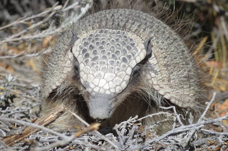 Armadillo