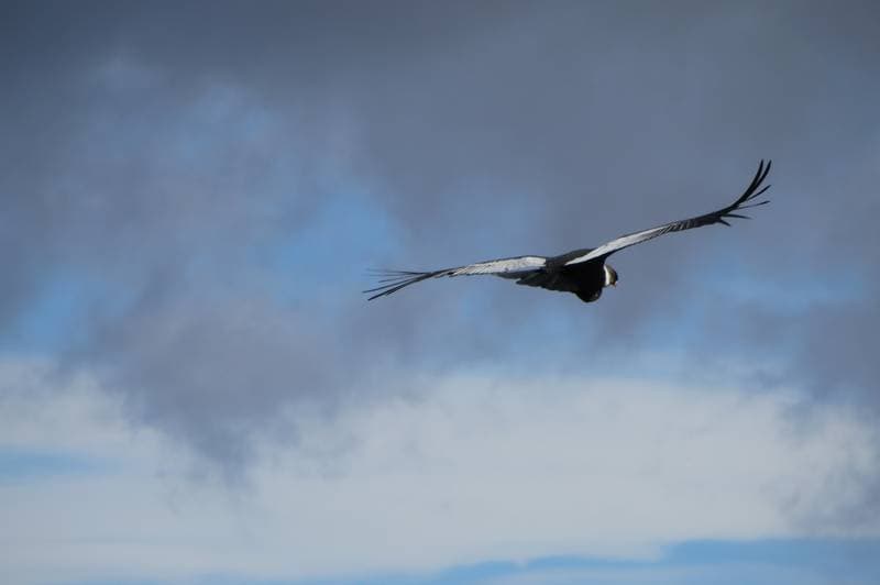 Condor