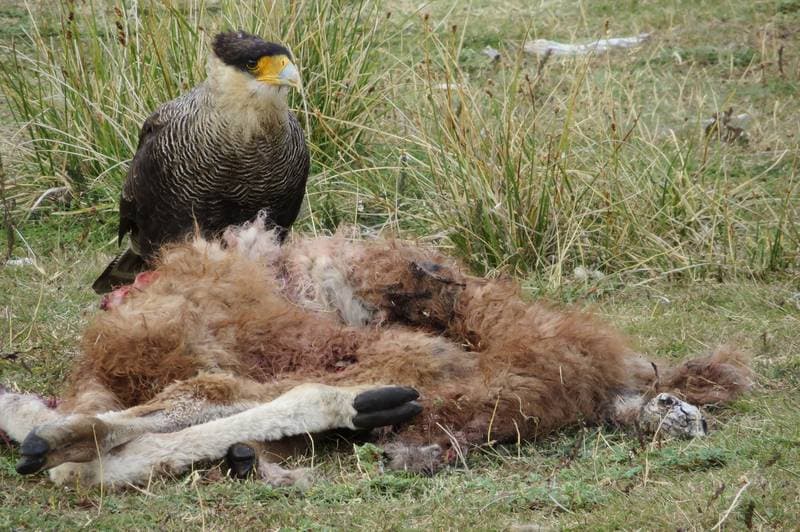 Caracara at breakfast in nationalpark Torres del Paine