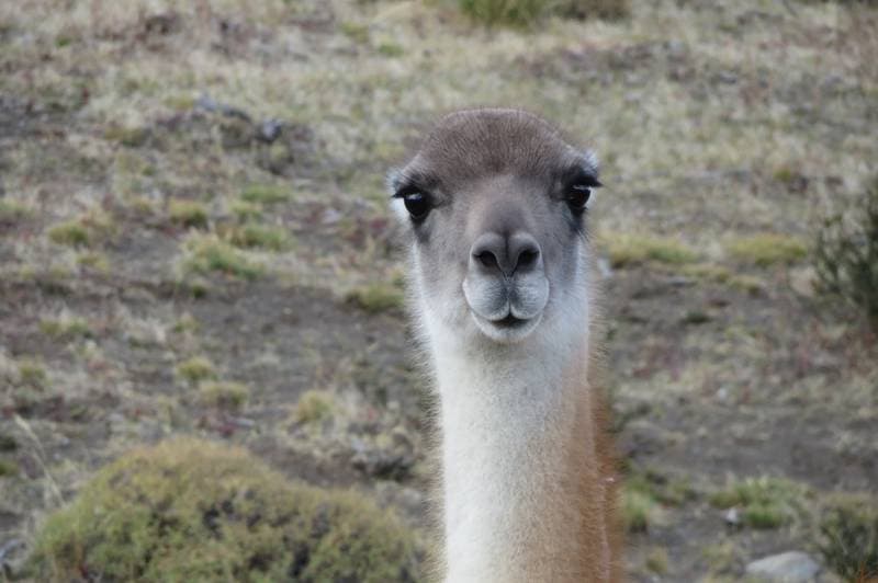 Guanako at nationalpark Torres del Paine