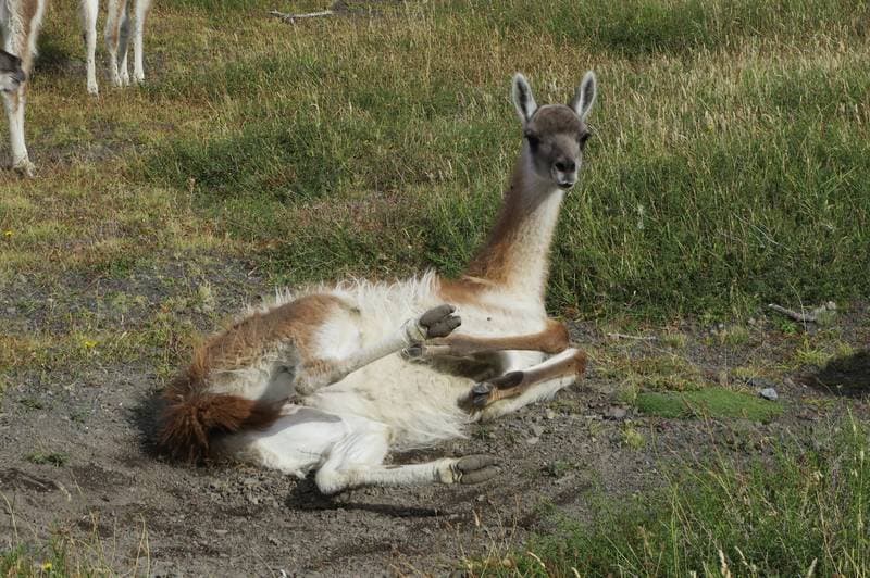 Guanako at nationalpark Torres del Paine