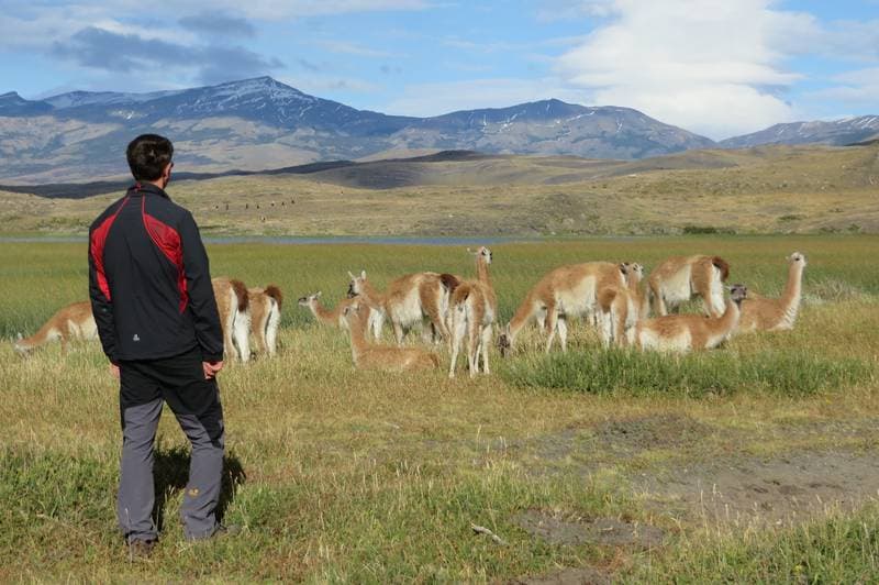 Guanacos at nationalpark Torres del Paine