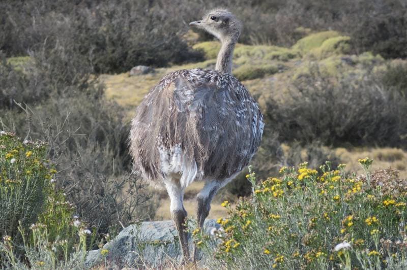 Nandu