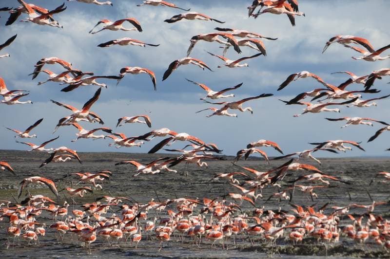 Flamingos arriving almost at Punta Arenas