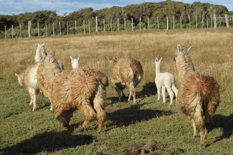 Alpacas