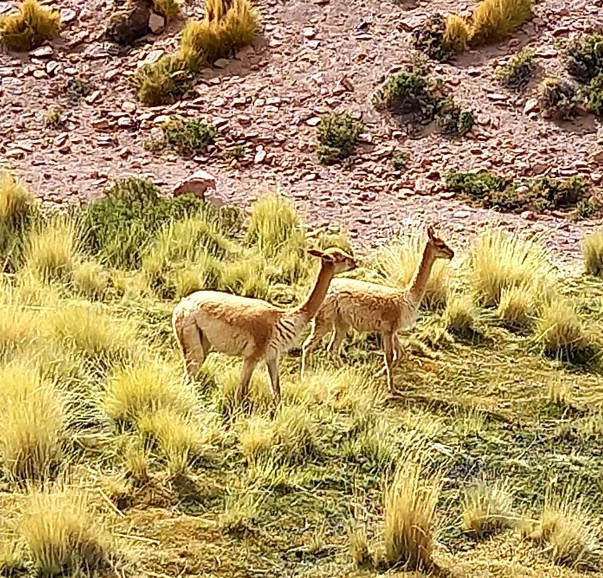 Foto del viaje en camper de Johann Imholz por Sudamérica