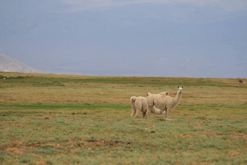 Lamas at 3000 meter