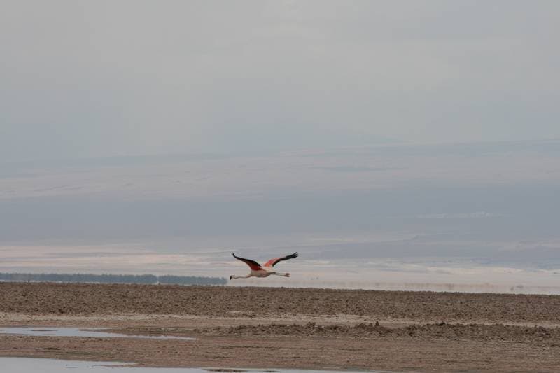 Flamingo at Laguna Chaxa