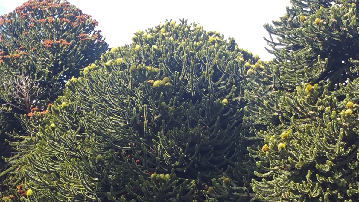 Araucarias con cabezas