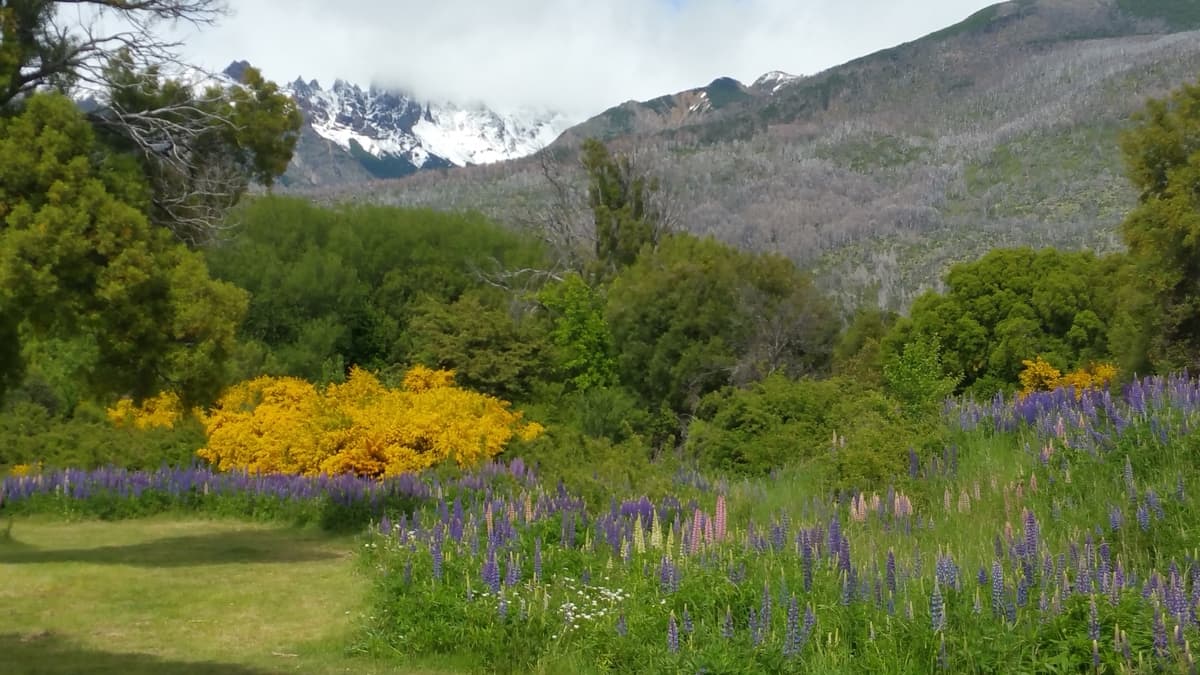Paisaje en el PN Alerce