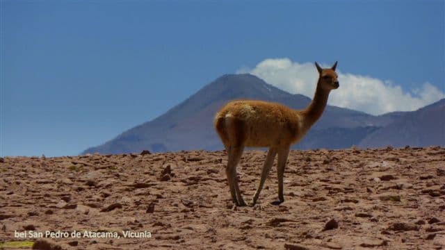 Foto del viaje en camper de Renate & Franz por Sudamérica