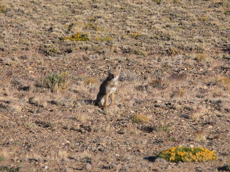 Small fennec