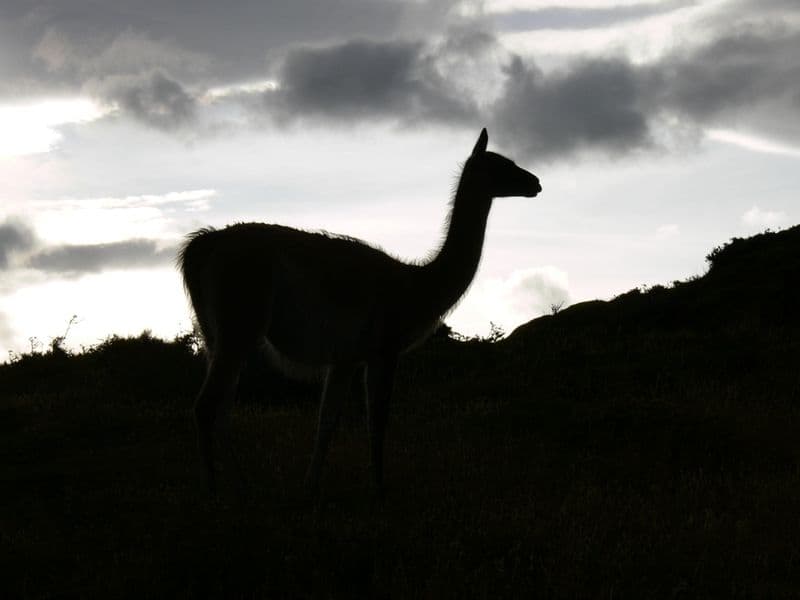 Guanaco in nacional park Torres del Paine