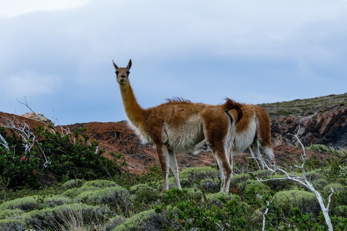 Holiday Rent campertrip Patagonia Stephan & Vivien