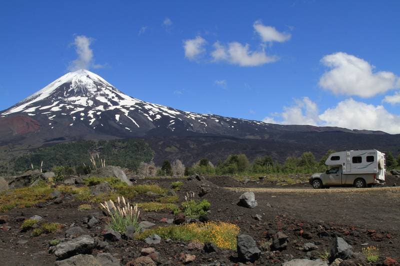 NorthernLlaima