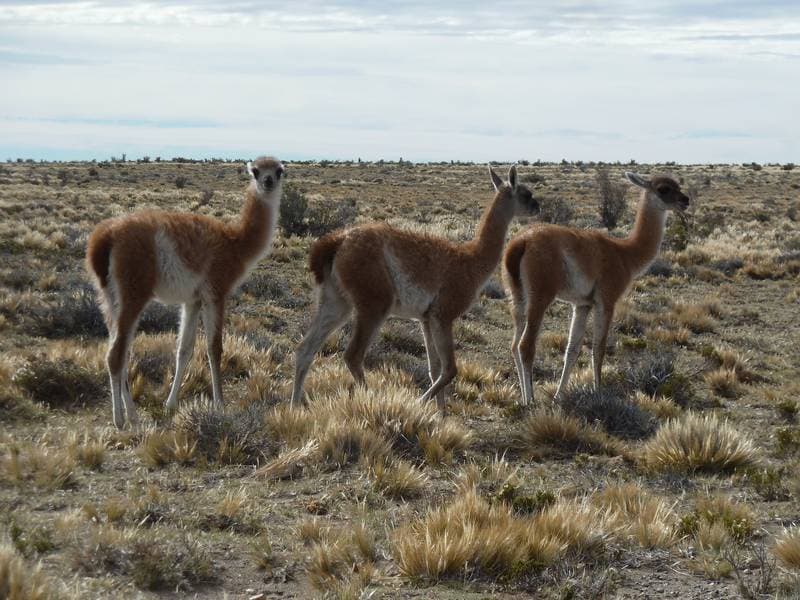 constant companion Guanacos