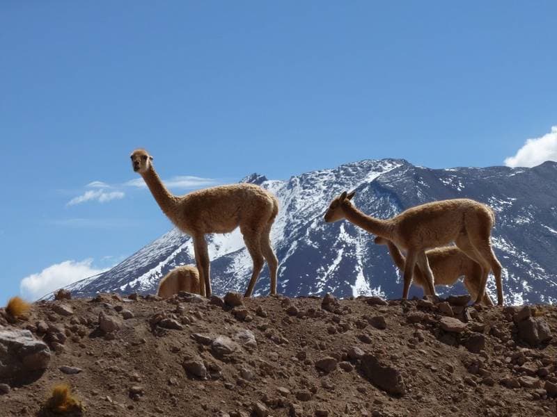 Foto del viaje en camper de Benoit fam. por Sudamérica