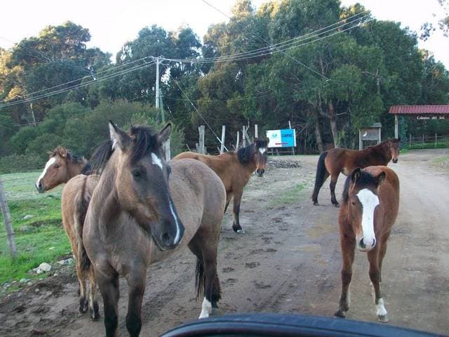 Caballos in the way of getting to our campsite