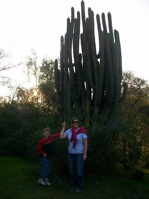 Similar to a saguaro but different