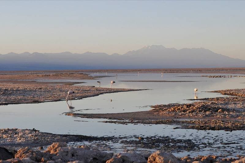 Laguna Chaxa