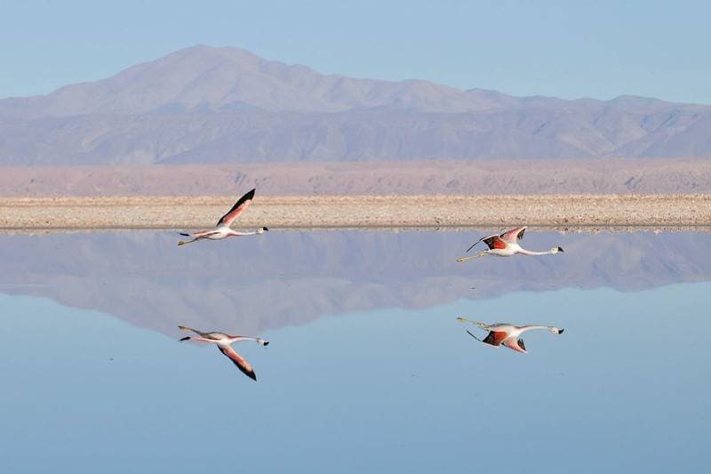 Laguna Chaxa