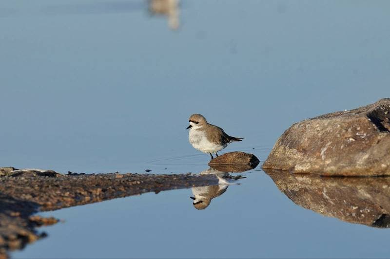 Laguna Chaxa