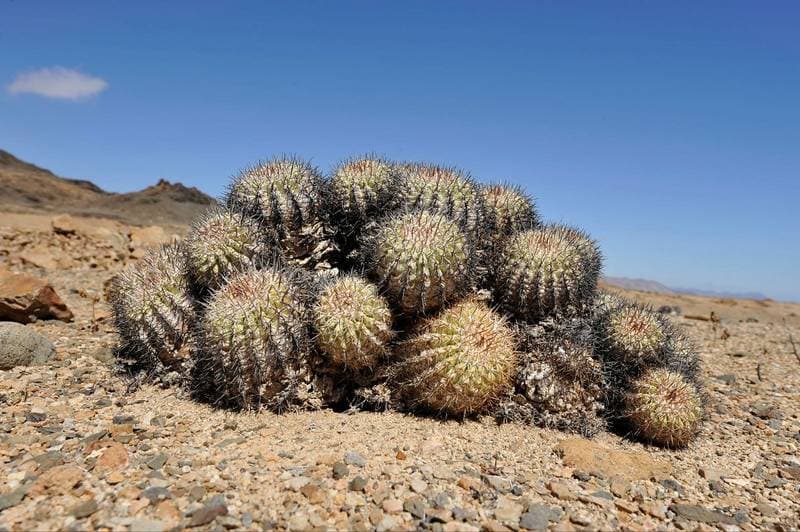 PN Pan de Azucar