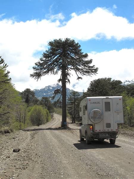Araucania tree and the rental camper we put over 8000 kms on.