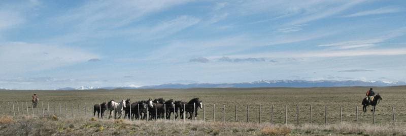 Patagonian steppes / pampas